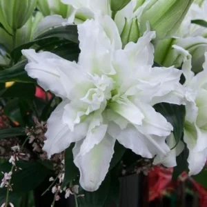 Set of 3 White Double Rose Lily Aisha Bulbs for Planting - Perennial Flowers - Image 4