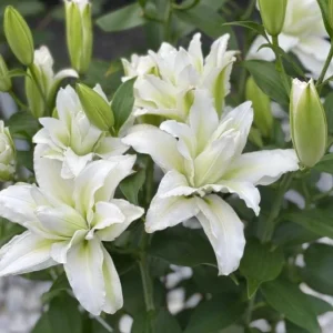 Set of 3 White Double Rose Lily Aisha Bulbs for Planting - Perennial Flowers - Image 7