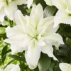 Set of 3 White Double Rose Lily Aisha Bulbs for Planting - Perennial Flowers - Image 1