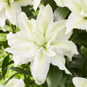 Set of 3 White Double Rose Lily Aisha Bulbs for Planting - Perennial Flowers - Image 1