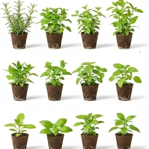 Set of 4 Assorted Live Herb Plants - 3-6 Inch Fragrant Herbs for Garden & Kitchen - Image 7