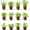Set of 4 Assorted Live Herb Plants - 3-6 Inch Fragrant Herbs for Garden & Kitchen - Image 1