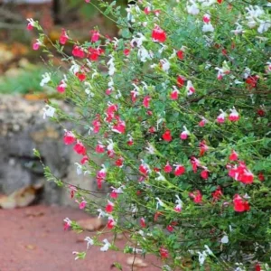 Set of 4 Hot Lips Salvia Live Plants, 4 Inch Pot, Red & White Flowers - Image 2
