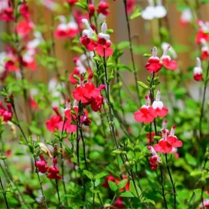 Set of 4 Hot Lips Salvia Live Plants, 4 Inch Pot, Red & White Flowers - Image 4