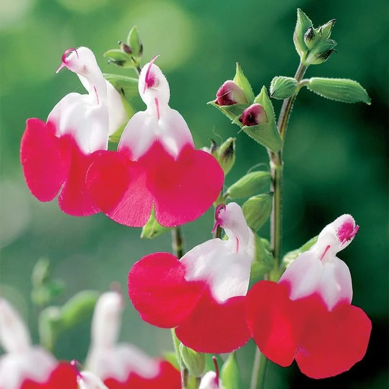 Set of 4 Hot Lips Salvia Live Plants, 4 Inch Pot, Red & White Flowers - Image 5