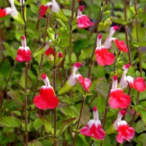Set of 4 Hot Lips Salvia Live Plants, 4 Inch Pot, Red & White Flowers - Image 6