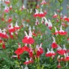 Set of 4 Hot Lips Salvia Live Plants, 4 Inch Pot, Red & White Flowers - Image 1