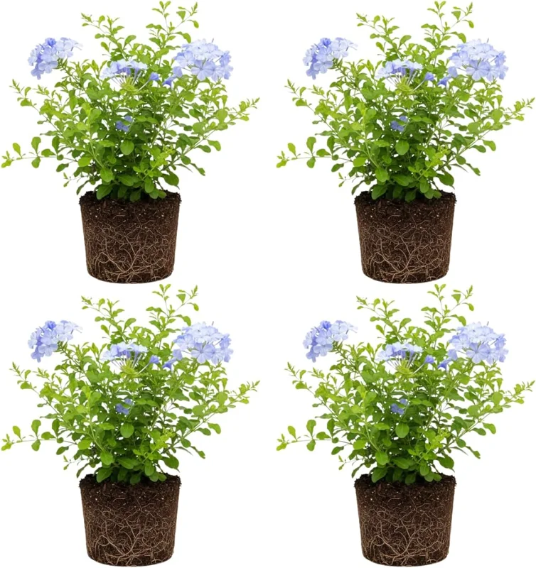 Set of 4 Plumbago Live Plants 4-6'' Tall - Vibrant Blue Flowering Shrubs for Garden - Image 2