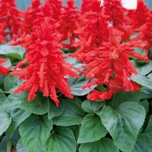Set of 4 Red Salvia Live Plants in 4 Inch Pots - Vibrant Flowers - Image 4