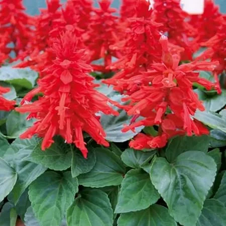Set of 4 Red Salvia Live Plants in 4 Inch Pots - Vibrant Flowers - Image 4
