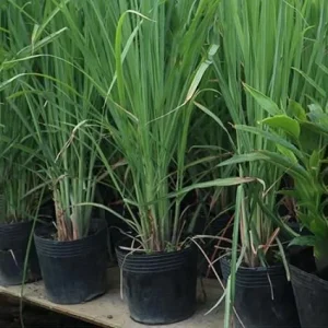 Set of 5 Lemongrass Live Plants – 5-8 Inch Tall Herb – Fragrant & Easy to Grow - Image 2