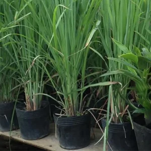 Set of 5 Lemongrass Live Plants – 5-8 Inch Tall Herb – Fragrant & Easy to Grow - Image 5