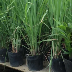 Set of 5 Lemongrass Live Plants – 5-8 Inch Tall Herb – Fragrant & Easy to Grow - Image 6