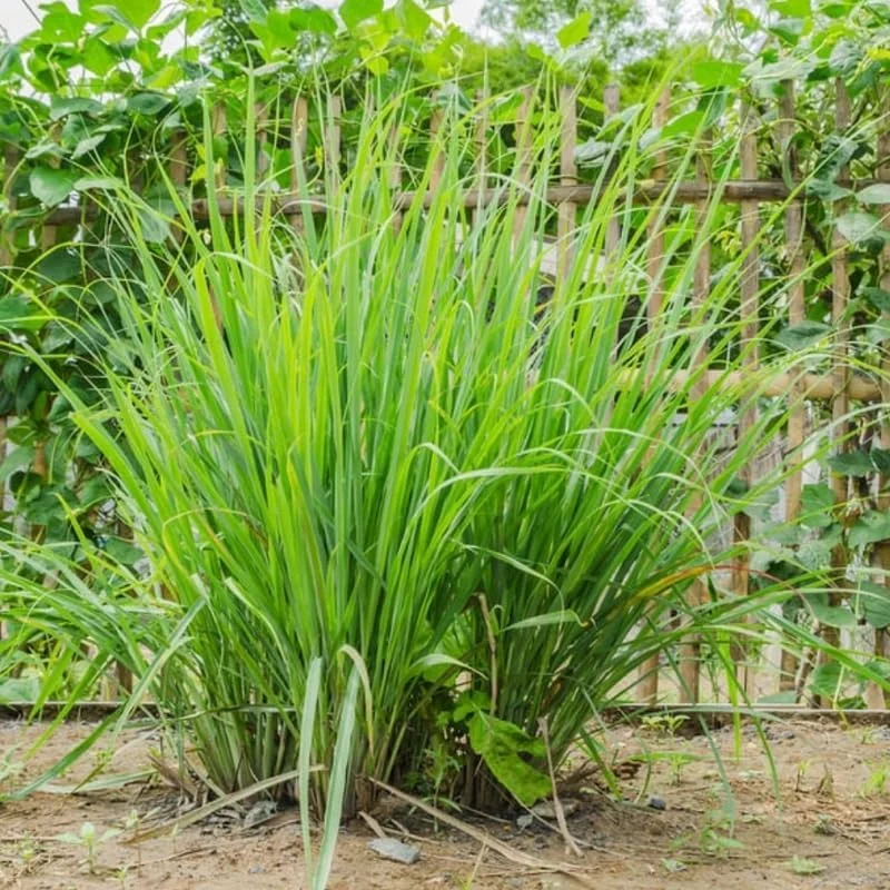 Set of 5 Lemongrass Plants Live, 5-9" Tall, Fresh Herb for Garden & Pots - Image 7