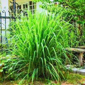 Set of 5 Lemongrass Plants Live, 5-9