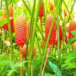 Set of 5 Shampoo Ginger Roots – Zingiber Zerumbet Rhizomes – Cold Hardy Outdoor Plant - Image 6