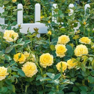 Set of 6 Yellow Rose Cuttings - 8-10