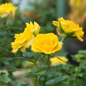 Set of 6 Yellow Rose Cuttings - 8-10