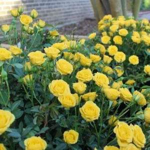 Set of 6 Yellow Rose Cuttings - 8-10
