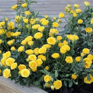 Set of 6 Yellow Rose Cuttings - 8-10