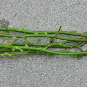 Set of 6 Yellow Rose Cuttings - 8-10