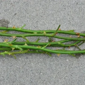 Set of 6 Yellow Rose Cuttings - 8-10