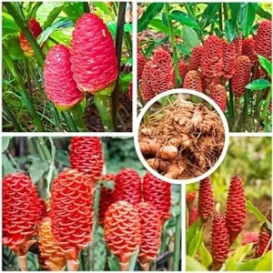 Shampoo Ginger Plant Roots - 4 Live Rhizomes, Zingiber Zerumbet Perennial - Image 6