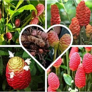 Shampoo Ginger Roots for Planting - Zingiber Zerumbet Red Ginger Lily Bulbs - 4 Fresh Rhizomes - Image 4