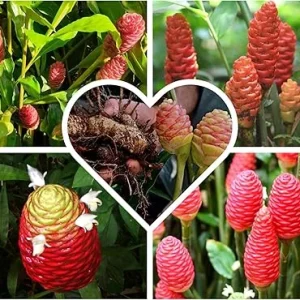 Shampoo Ginger Roots for Planting - Zingiber Zerumbet Red Ginger Lily Bulbs - 4 Fresh Rhizomes - Image 5