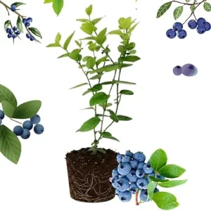 Sharpblue Blueberry Live Plant – 4-8 Inch Tall Starter Bush – Hardy Outdoor Fruit Bush - Image 1