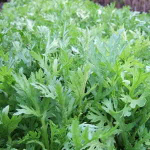 Shungiku Seeds - Edible Chrysanthemum Vegetable Seeds - Approx. 500 Seeds - Image 2