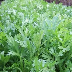 Shungiku Seeds - Edible Chrysanthemum Vegetable Seeds - Approx. 500 Seeds - Image 7