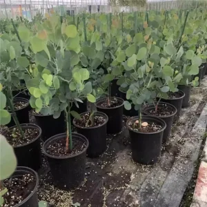 Silver Dollar Eucalyptus Live Plant, 1-3 Inches Tall, Indoor & Outdoor Tree - Image 2