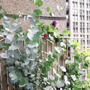 Silver Dollar Eucalyptus Live Plant, 1-3 Inches Tall, Indoor & Outdoor Tree - Image 3