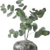 Silver Dollar Eucalyptus Live Plant, 1-3 Inches Tall, Indoor & Outdoor Tree - Image 1