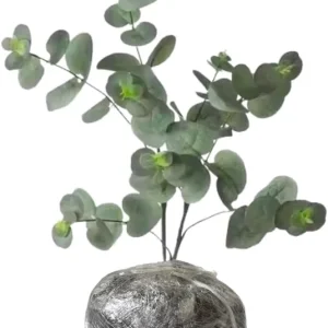 Silver Dollar Eucalyptus Live Plant, 1-3 Inches Tall, Indoor & Outdoor Tree - Image 1