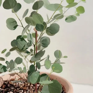 Silver Dollar Eucalyptus Live Plant, 1-3 Inches Tall, Indoor & Outdoor Tree - Image 4