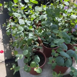 Silver Dollar Eucalyptus Live Plant, 1-3 Inches Tall, Indoor & Outdoor Tree - Image 6