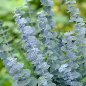 Silver Dollar Eucalyptus Live Plant – 4 to 6 Inch Tall – Indoor/Outdoor Foliage - Image 3