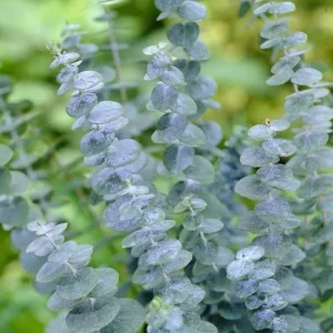 Silver Dollar Eucalyptus Live Plant – 4 to 6 Inch Tall – Indoor/Outdoor Foliage - Image 6