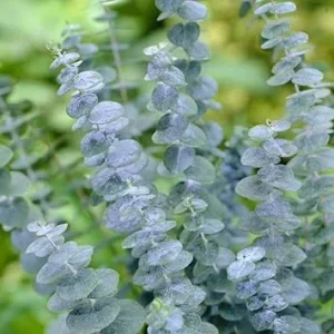 Silver Dollar Eucalyptus Live Plant – 4 to 6 Inch Tall – Indoor/Outdoor Foliage - Image 7