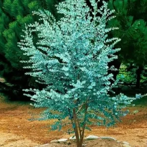 Silver Dollar Eucalyptus Live Plant - Fragrant Foliage, Potted Indoor/Outdoor - Image 2