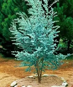Silver Dollar Eucalyptus Live Plant - Fragrant Foliage, Potted Indoor/Outdoor - Image 1