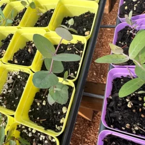 Silver Dollar Eucalyptus Live Plant Seedlings – 2-4 Inches Tall – With Soil – For Containers & Garden - Image 3