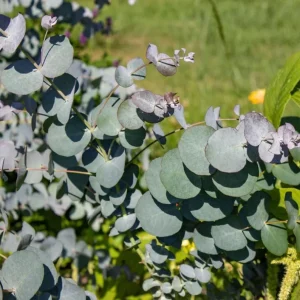 Silver Dollar Eucalyptus Live Plant Seedlings – 2-4 Inches Tall – With Soil – For Containers & Garden - Image 7