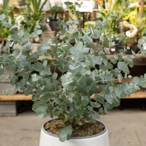 Silver Dollar Eucalyptus Live Plant Seedlings – 2-4 Inches Tall – With Soil – For Containers & Garden - Image 1