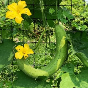 Smooth Luffa Seeds - 15 Count Sponge Gourd Seeds for Planting - Image 3