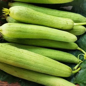 Smooth Luffa Seeds - 15 Count Sponge Gourd Seeds for Planting - Image 4
