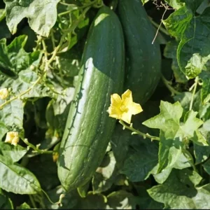 Smooth Luffa Seeds - 15 Count Sponge Gourd Seeds for Planting - Image 5