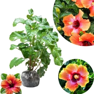 Snow Queen Hibiscus Live Plant - 8-12 Inch Tall Hardy Tree - Image 2